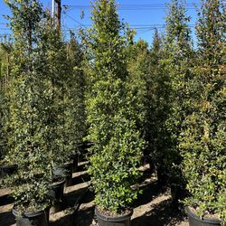 Eugenia Privacy Hedge