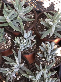 Succulents $3 And $5