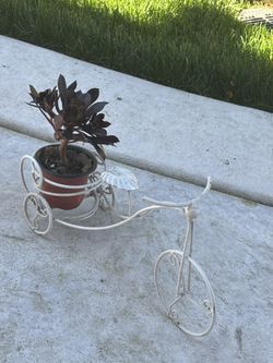 Garden Metal Bicycle With Succulent Plant