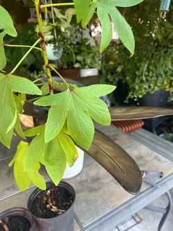 Planta de jamaica