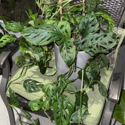 Monstera Adansonii 