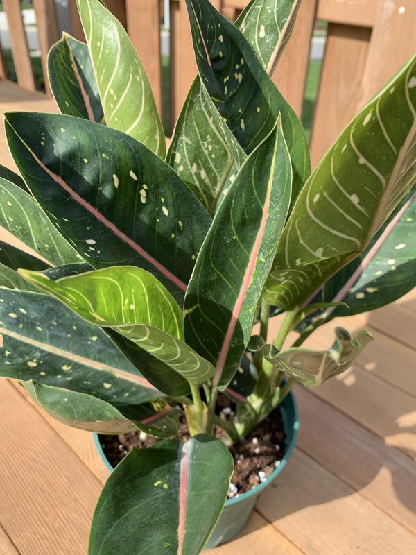 pink aglaonema evergreen chinese moon plant offerup pot