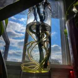 Rhaphidophora Tetrasperma/Mini Monstera