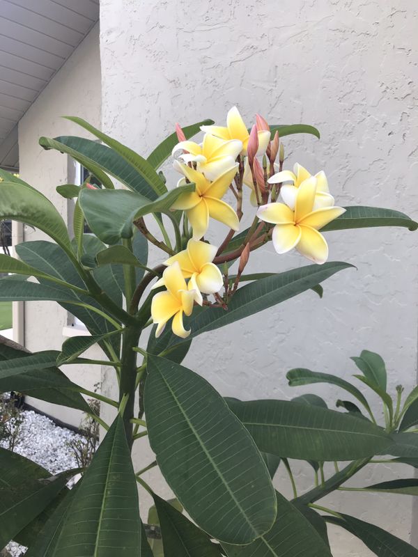 Potted plumeria plants for Sale in Clearwater, FL OfferUp