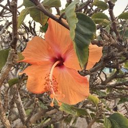 Real Big Beautiful Peach with Maroon Center  Colored Hibiscus Tree
