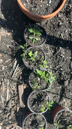 Organic Cherry Tomatoes