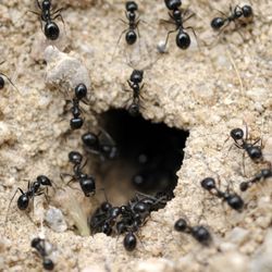 Argentine Ant Queen With Brood