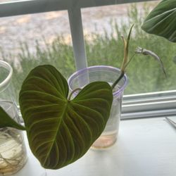 Philodendron Splendid