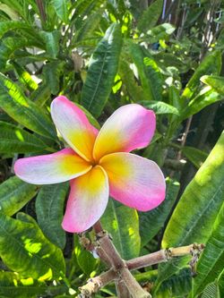 Plumeria
