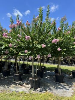 Beautiful Muskogee Crape Myrtle 