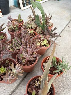 Many Pots of Cactus succulents aloe