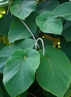 Root Beer /Hoja Santa
