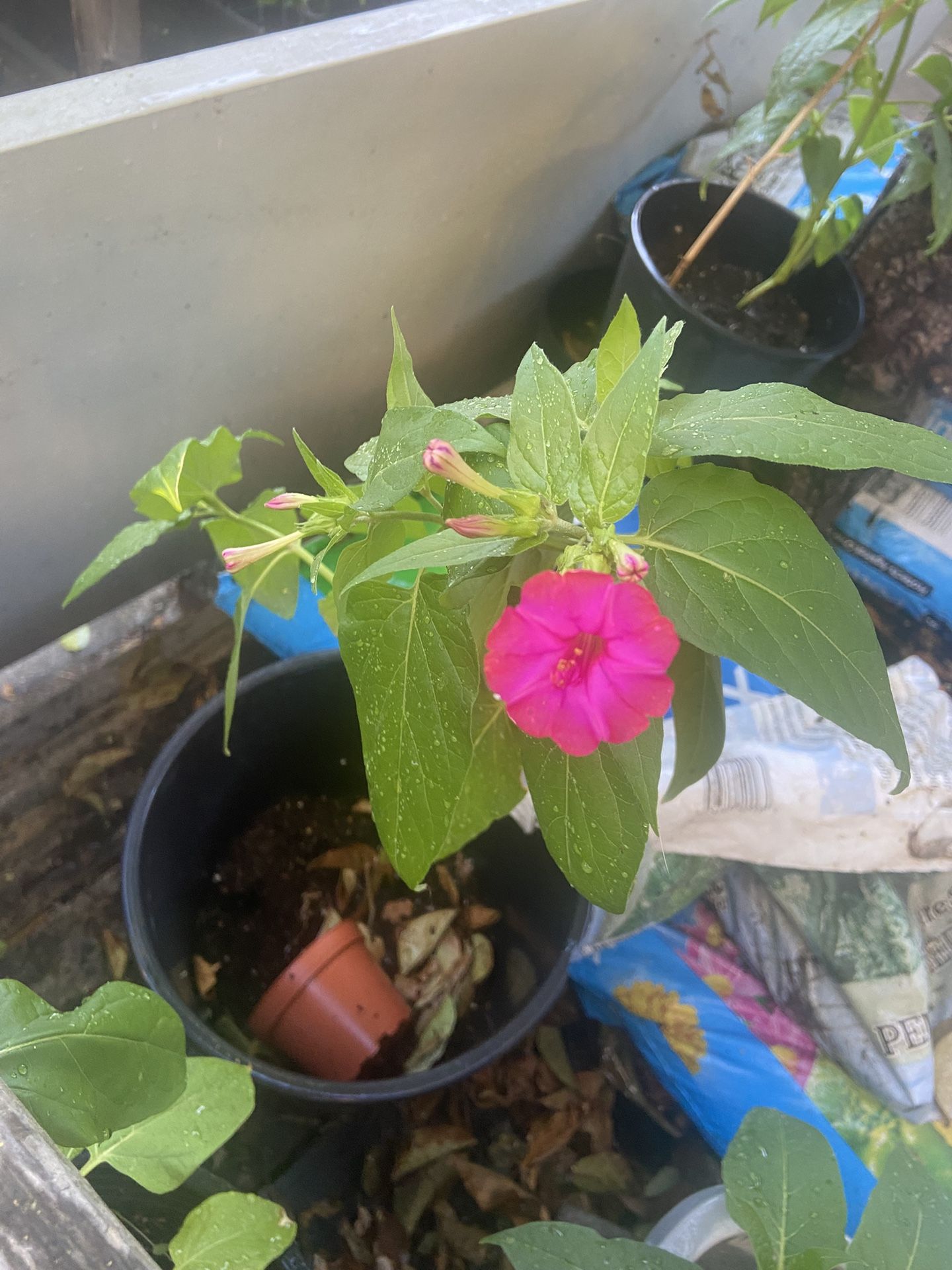 Ginseng Flowers 3 Colors We Have ,white,dark Pink And Yellow $8 Each Pot 1 Or 2 Plants In Pot
