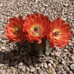 Claret’s Cup Cactus Clippings - Echinocereus triglochidiatus