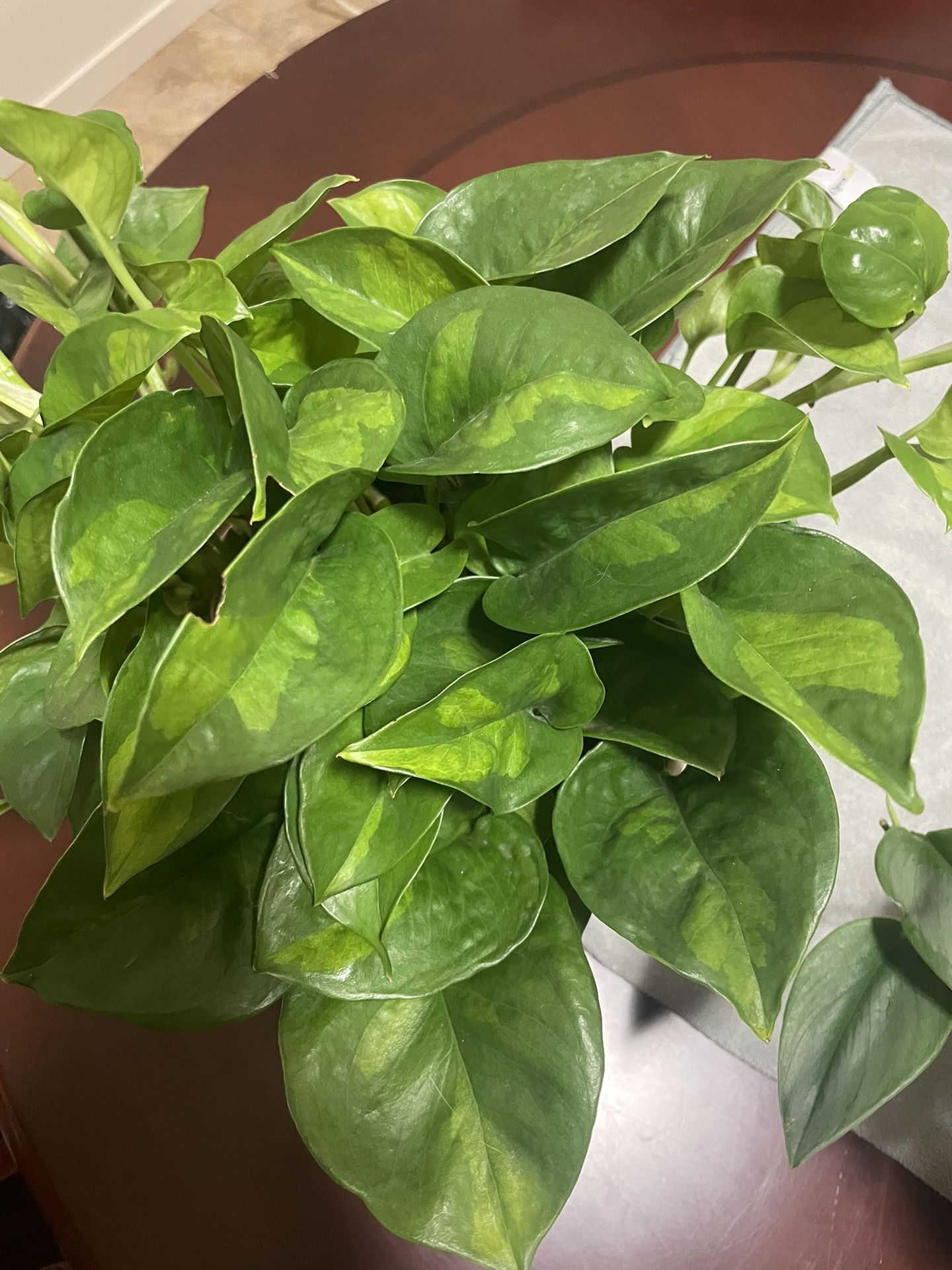 Global Green “Pothos” Cuttings