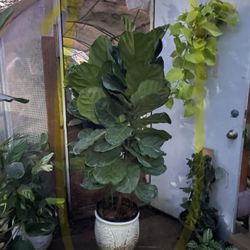~Live plant!! ~5+ft double super healthy fiddle leaf, ceramic pot not included; 95820