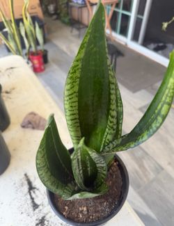 Silver as snake plant Silver edge snake plant