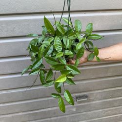 6” Hoya Jade 