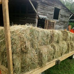 Freshly Baled  Clean Fescue Grass Hay 