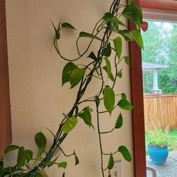 Large Huge Healthy Pothos Plant