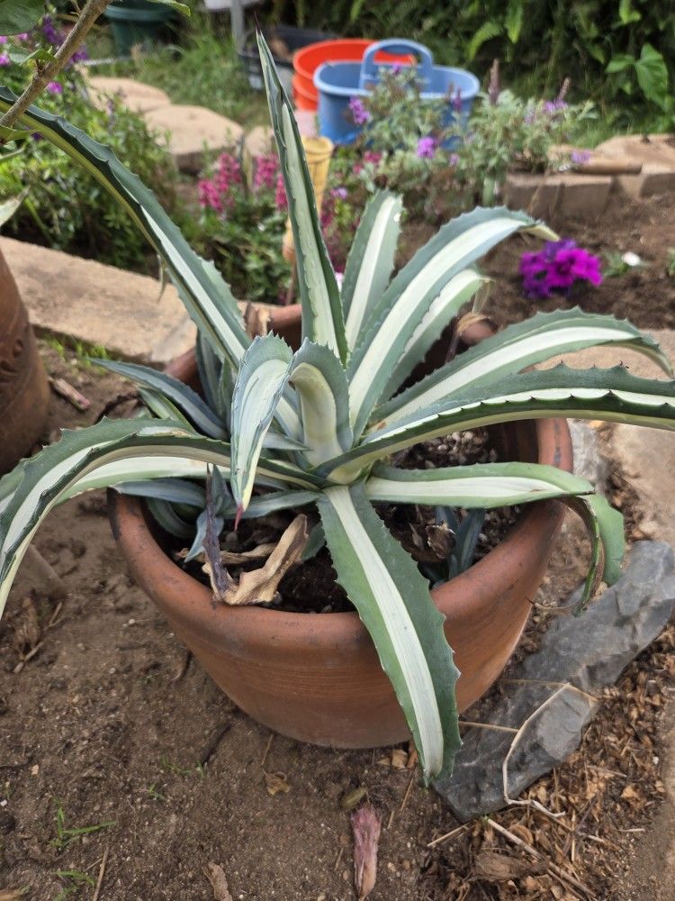 Cactus In Pot
