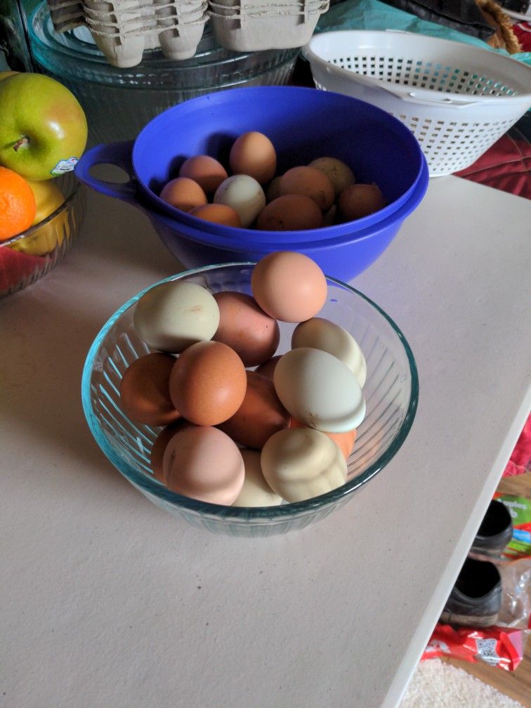 Fresh Eggs!