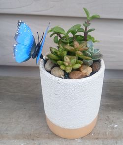 Succulent Mix Pot 🪴