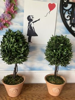 Boxwood ball tree Boxwood ball tree