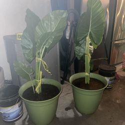 $80 Each Plant Set