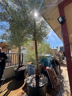 Olive trees