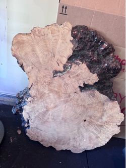 Large Live Edge Wood Slab - Epoxy Burl Table Top / Art Piece
