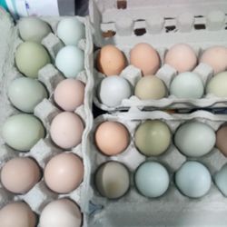 Hatching Eggs $15