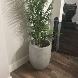 Beautiful Plant Vase For Sale 50% Off Original Price $$