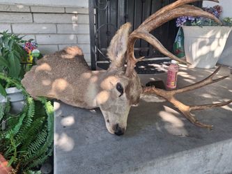 Mule deer head