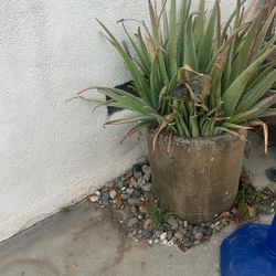 aloe vera