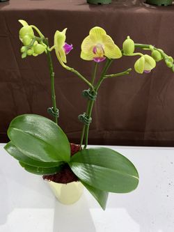 Orchid