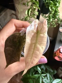 Alocasia pink Polly mint ghost