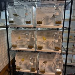 bird cage training singger