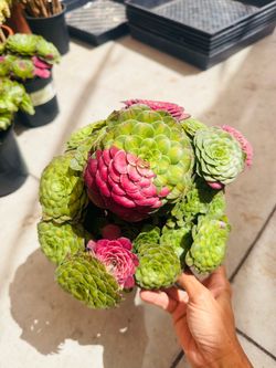 Aeonium Ultra variegated