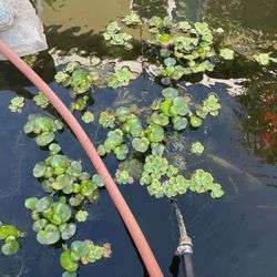 Pond Plants Hyacinth