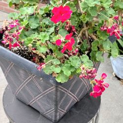 Square Flower 🌺 pot 