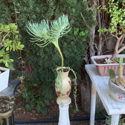 Mermaid Tail RARE Beautiful Succulent In Tall Beige Vintage Ceramic Pot 