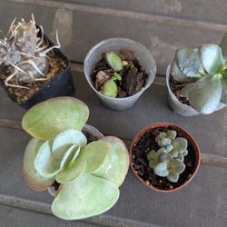 Cactus/Succulent Bundle
