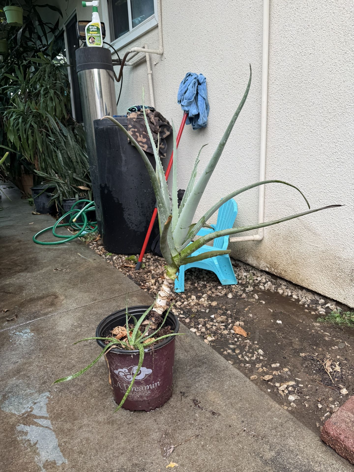 Aloe Vera