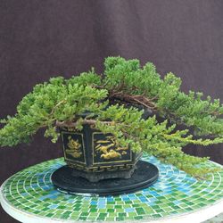 Bonsai  Double Cascade Style. Juniper Procumber Nana. 5 Years