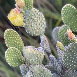 (1) Mickey Mouse Cactus Plant Cut / Pad