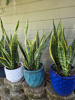 Snake plants starting at $10 and up!