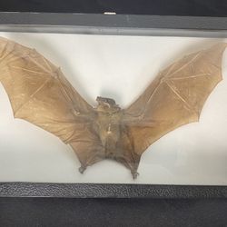 Vintage Real Vampire Wolf Face Bat Eonycteris Specimen Display Entomology Oddity Curiosities (Gothic Decor) Taxidermy (Rare Collectors Item!)