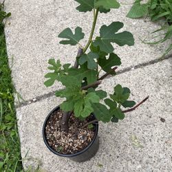 Chicago Hardy Fig Tree 
