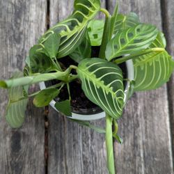 Prayer Plant In Ceramic Pot